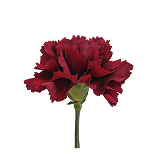 Red Carnation Flowers Fancy Bulk