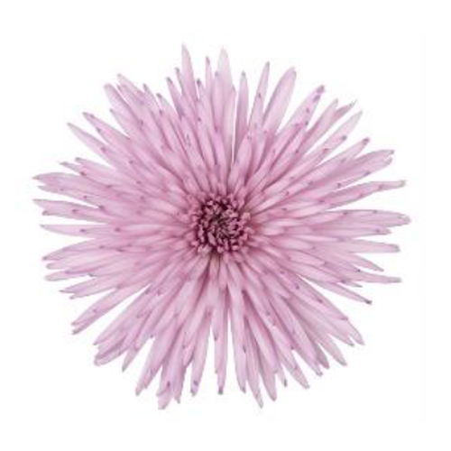 Full Sun Exposure Dark Pink Chrysanthemum Flower Pant, For Garden, Autumn  at Rs 1/piece in Haldia