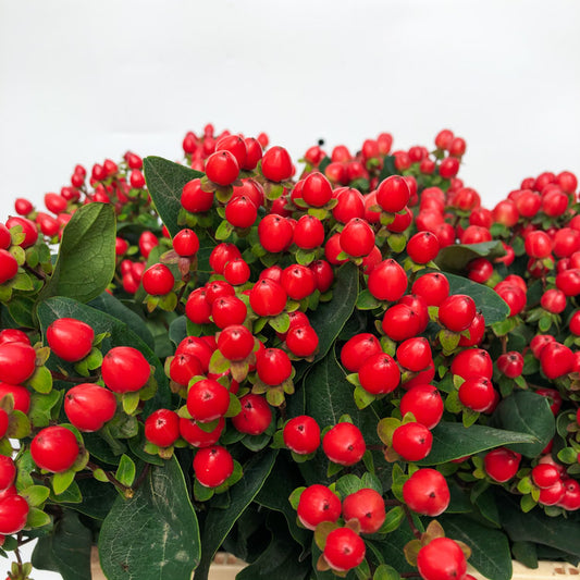 Hypericum Dark Red