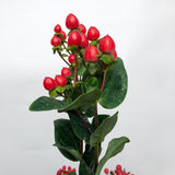 Hypericum Dark Red