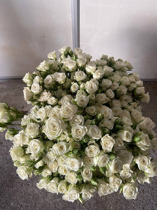 White Spray Roses