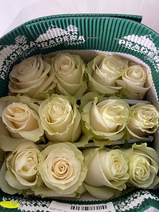 White Mondial Roses