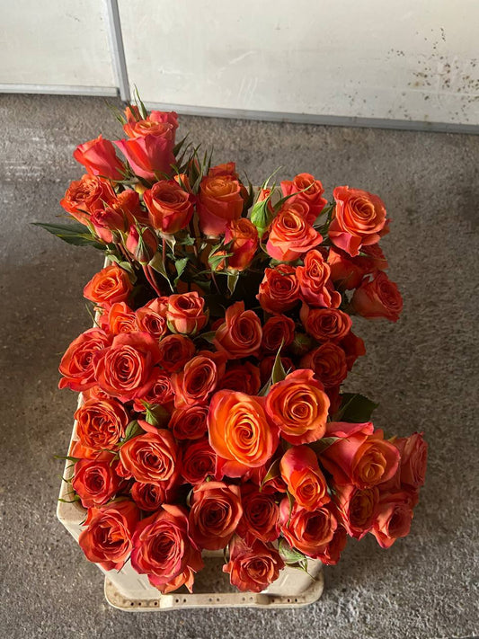 Orange Spray Roses