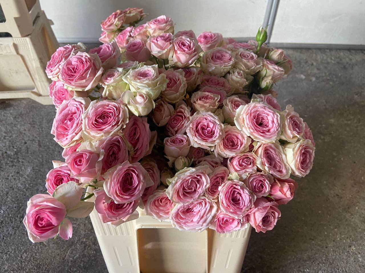 Pink Spray Roses