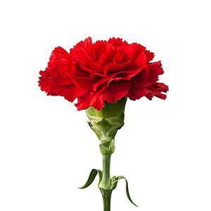 Carnation DON PEDRO – Badais International