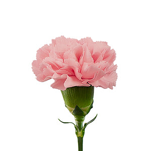 Carnation ILUSION – Badais International