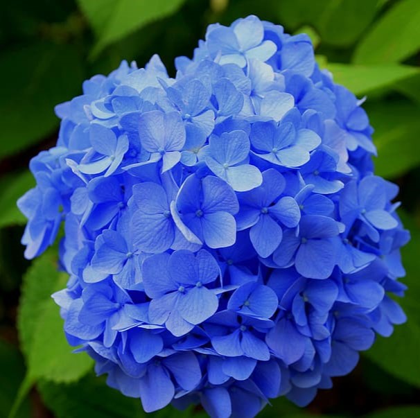 Hydrangea SHOCKING BLUE – Badais International